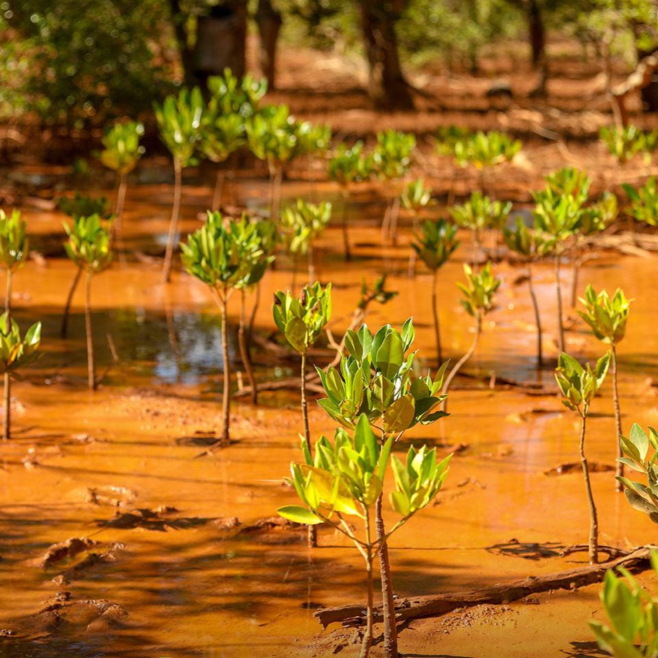 Mangroven Pflanzprojekt Ecologi, Eden & Greencases